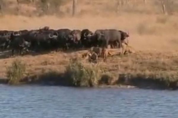 Αγέλη βουβαλιών vs αγέλης λιονταριών: Ποιος θα είναι ο νικητής; (video)