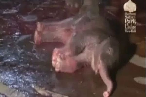 Η απεγνωσμένη προσπάθεια ελεφαντίνας να σώσει το μικρό της (video)