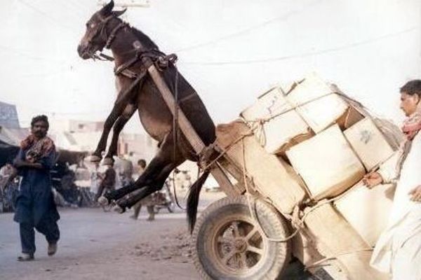 Πετάει ο γάιδαρος; (video)