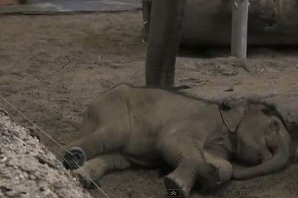 Οι ελέφαντες αποχαιρετούν τη Λόλα (video)