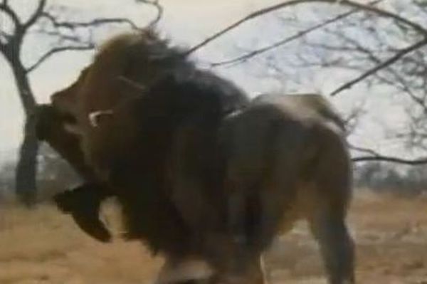 Λιοντάρι γευματίζει, άνθρωπος ουρλιάζει... (video)
