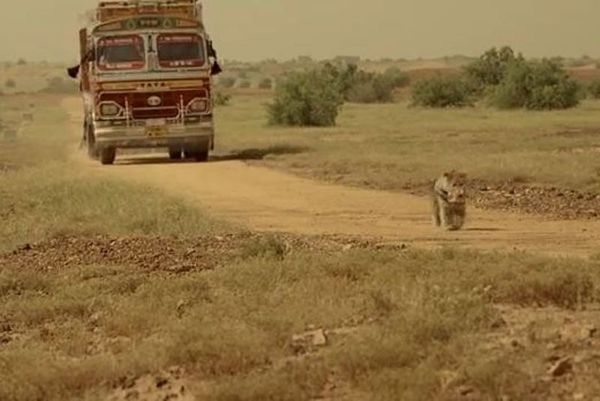 Ο σκύλος, η τύχη, η αφοσίωση και η προδοσία (video)
