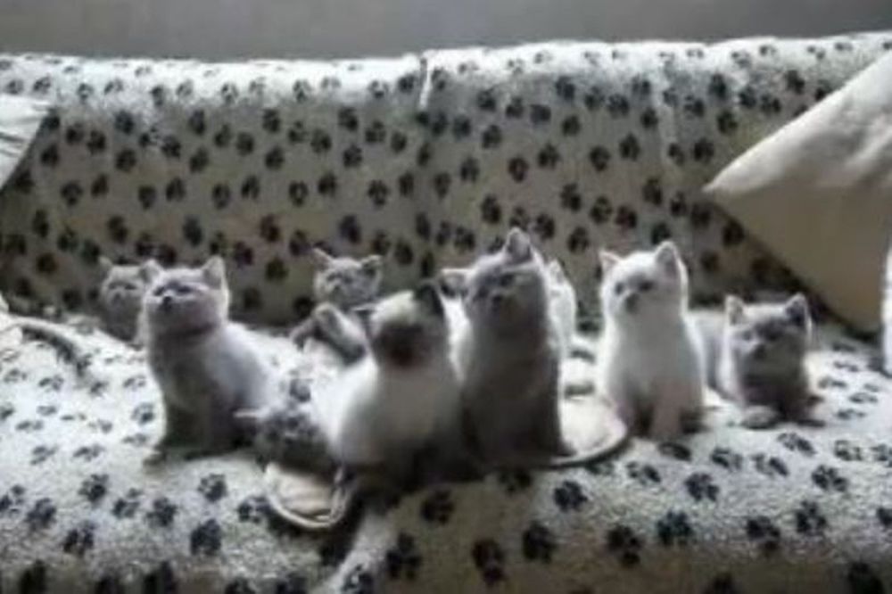 Γατάκια… χορευταράδες (video)