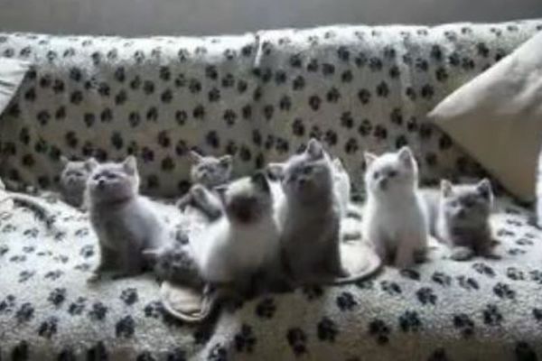 Γατάκια… χορευταράδες (video)