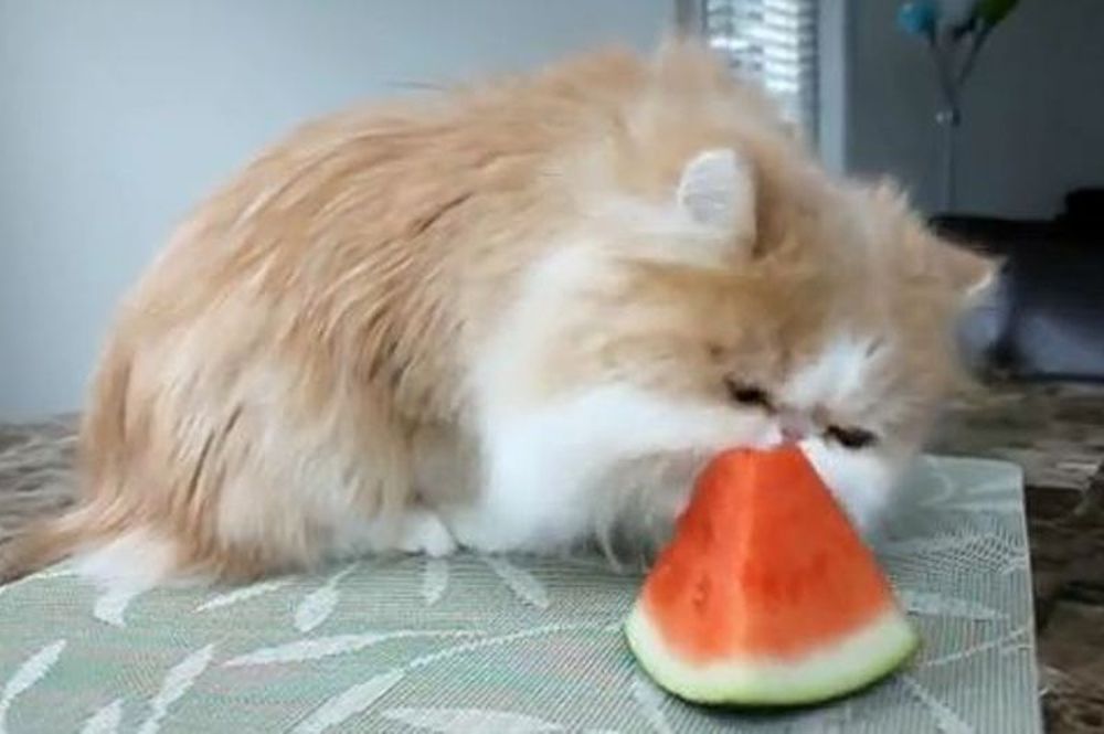 Mια γάτα που λατρεύει το καρπούζι (video)