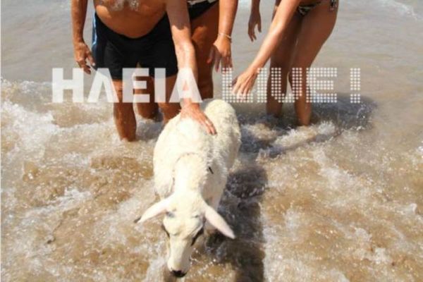 Μπέλα: Η προβατίνα που κάνει μπάνιο σε παραλία της Ηλείας (vid)