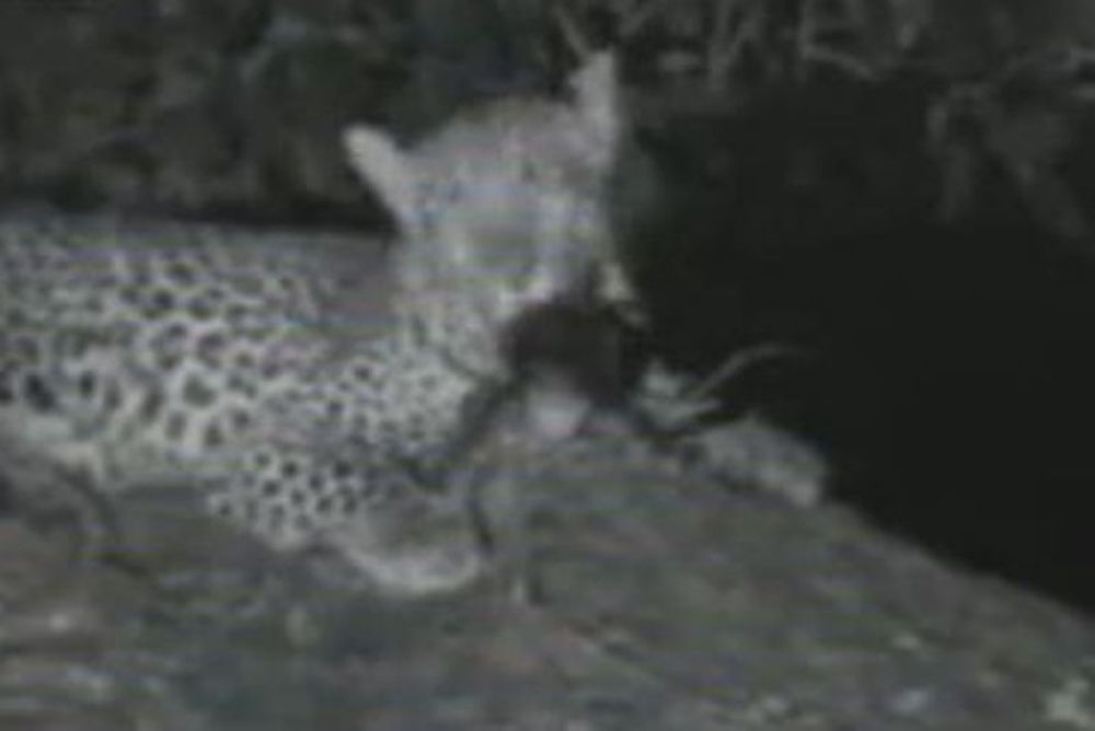 Εχουν αισθήματα τα άγρια ζώα; (video)