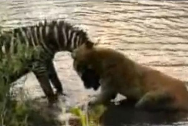 Η ζέβρα «ταπείνωσε» τη λέαινα (video)