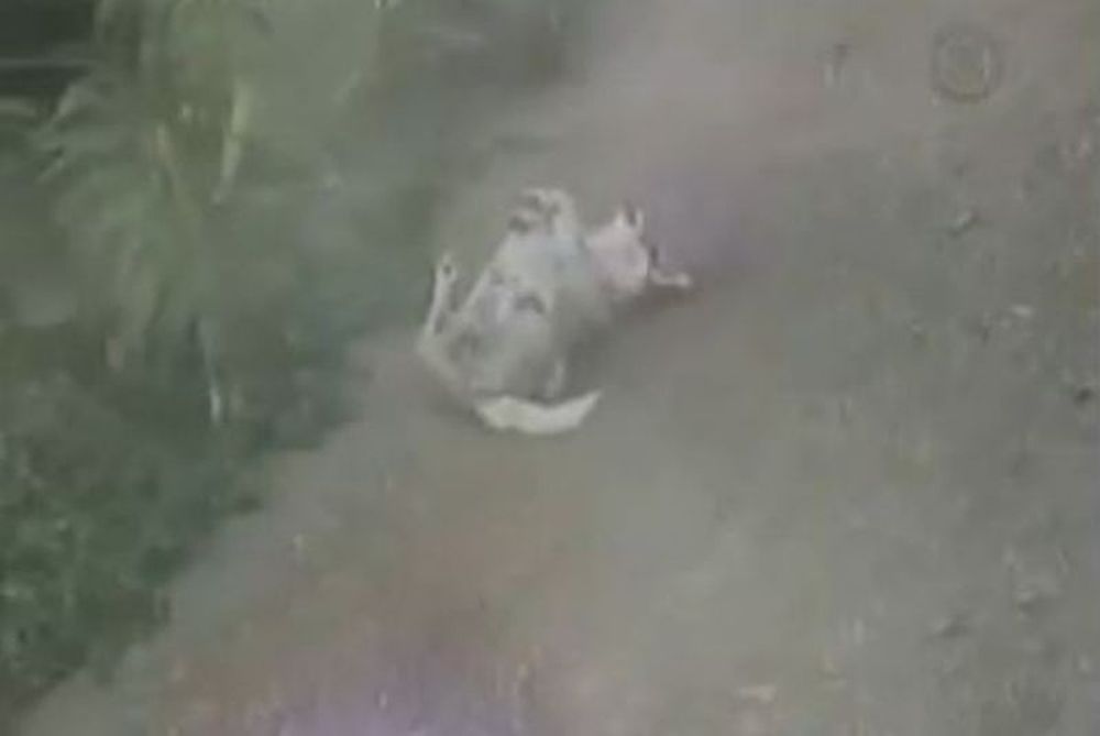 Ο σκύλος βρήκε τη λύση για τη… φαγούρα! (video)