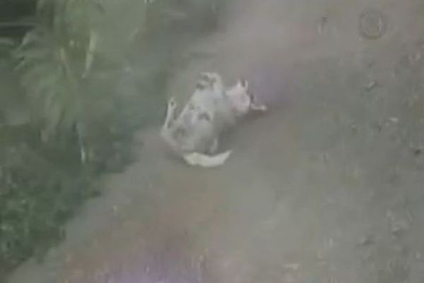 Ο σκύλος βρήκε τη λύση για τη… φαγούρα! (video)