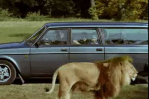 Παρέα με τον… lion king (video)