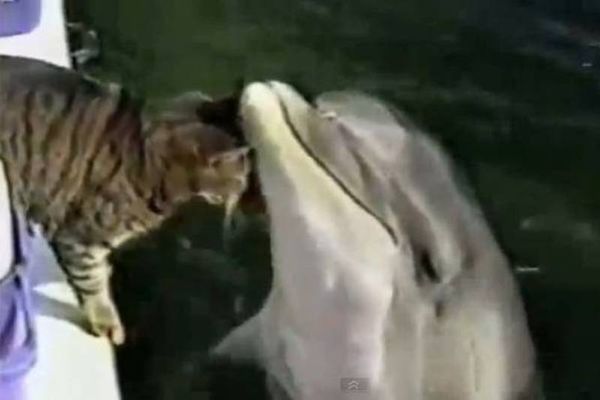 Βίντεο: Aπίστευτο παιχνίδι γάτας με δελφίνι