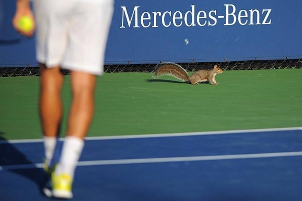 Σκίουρος τενίστας στο US Open! (video)