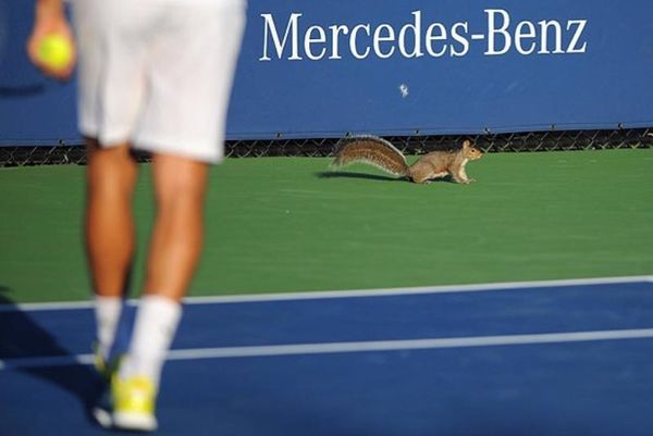 Σκίουρος τενίστας στο US Open! (video)