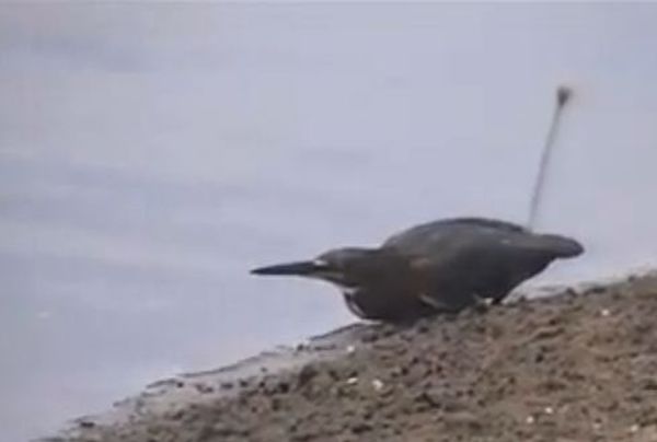 Δείτε τον τρόπο που... ψαρεύει αυτό το πουλί!