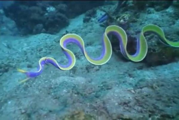 Βίντεο: Χέλι... με τρέλα και κορδέλα!