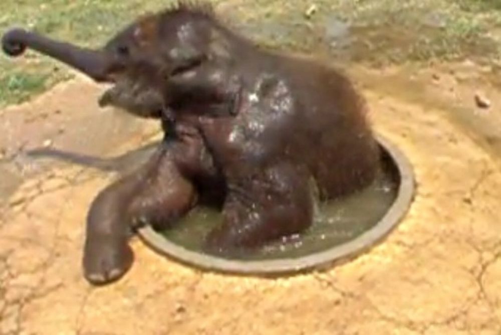 Δείτε ένα χαριτωμένο ελεφαντάκι να «παίρνει» το... μπάνιο του!