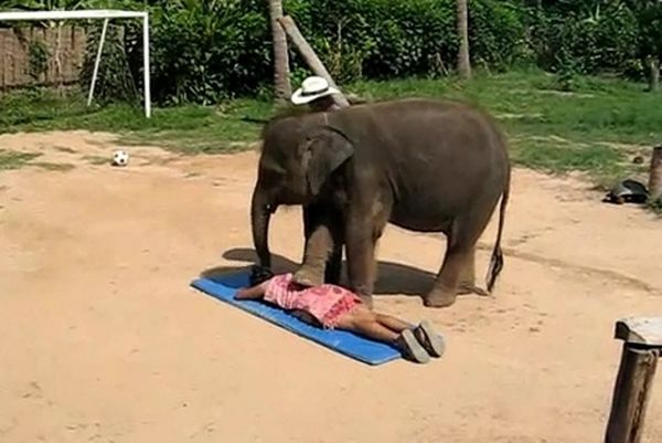 Εκπληκτικό: Δείτε ελέφαντα να προσφέρει... μασάζ σώματος (Video)