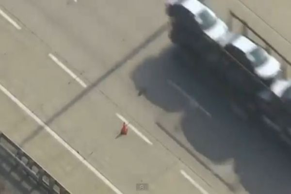 Απίστευτο βίντεο: Πάπια με παπάκια διασχίζουν αυτοκινητόδρομο!