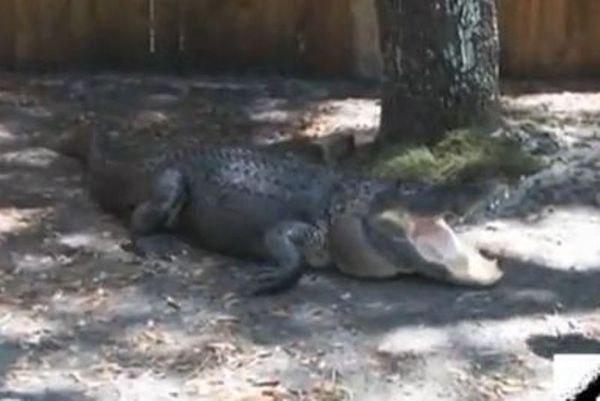 Απίστευτο: Δείτε τι σπάει με τα σαγόνια του ο κροκόδειλος (video)