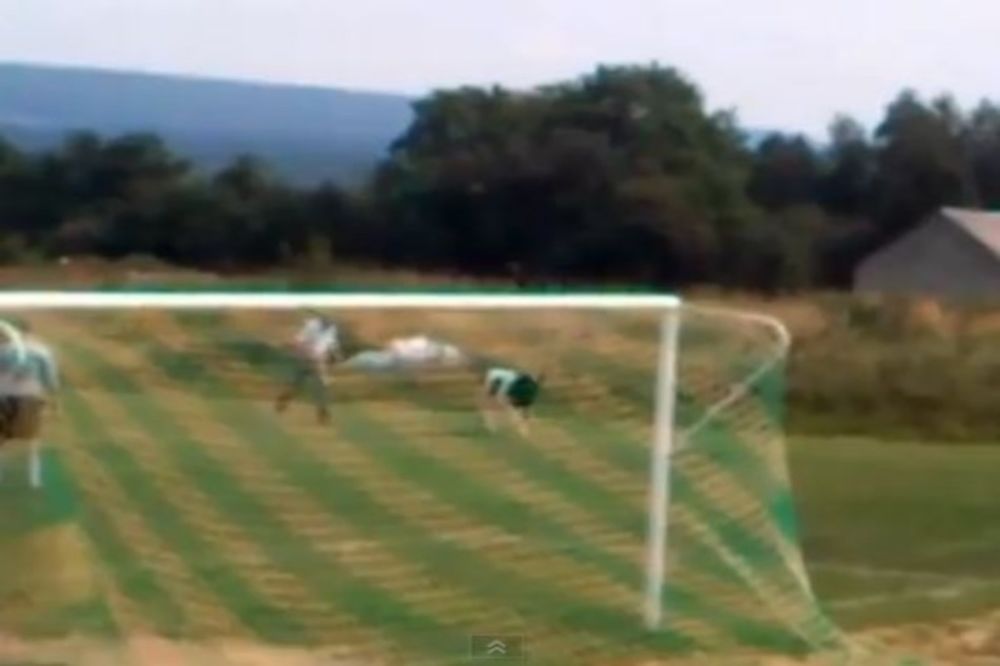 Βίντεο: Εισβολή αγελάδας σε γήπεδο και διακοπή αγώνα!