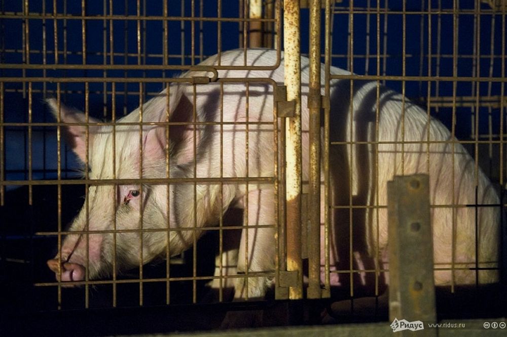 VIDEO: Το… γουρούνι το έσκασε 