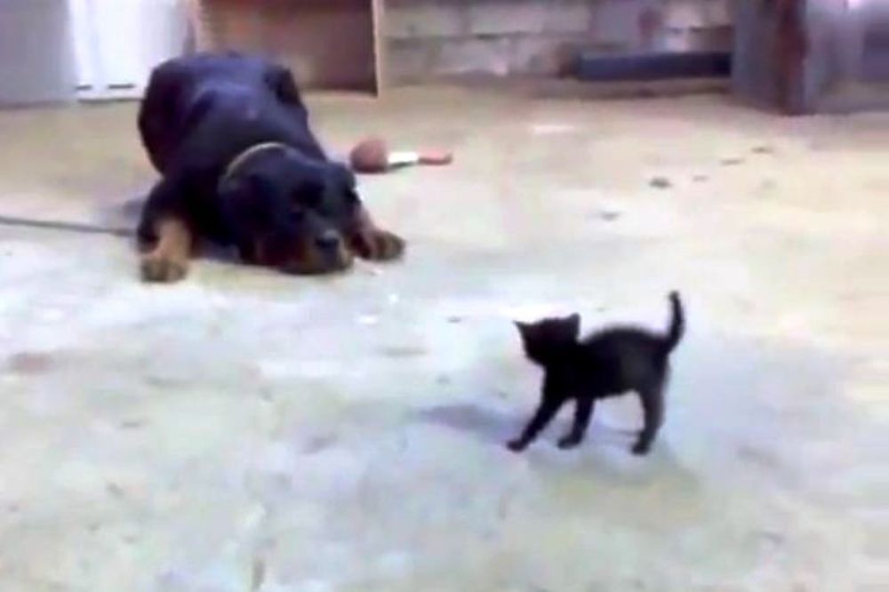 Εκπληκτικό: Γατάκι τα βάζει με τεράστιο σκύλο (video)