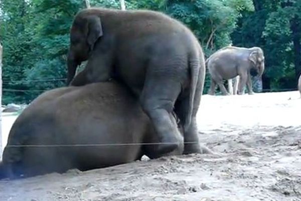 To απίστευτο παιχνίδι μικρού ελέφαντα με τη μαμά του (video)