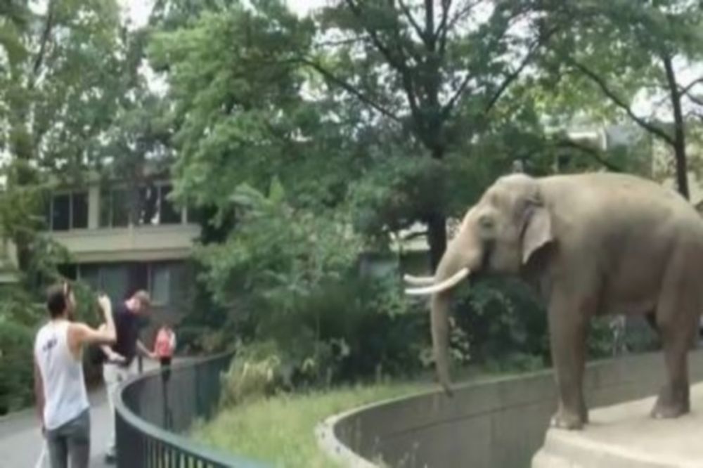 Βίντεο: Επίθεση... λάσπης από ελέφαντα σε τουρίστα