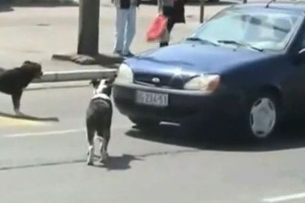 Προσοχή Σκύλος... Δαγκώνει και πινακίδες! (video)