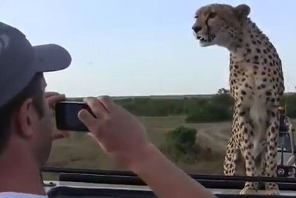 Βίντεο από σαφάρι στην Κένυα: Τσιτάχ ακινητοποίησε τουρίστες!