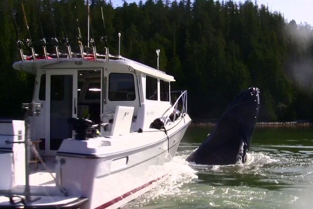 Φάλαινα πιάστηκε σε άγκυρα και πήρε σβάρνα το πλοιάριο (photos+video)