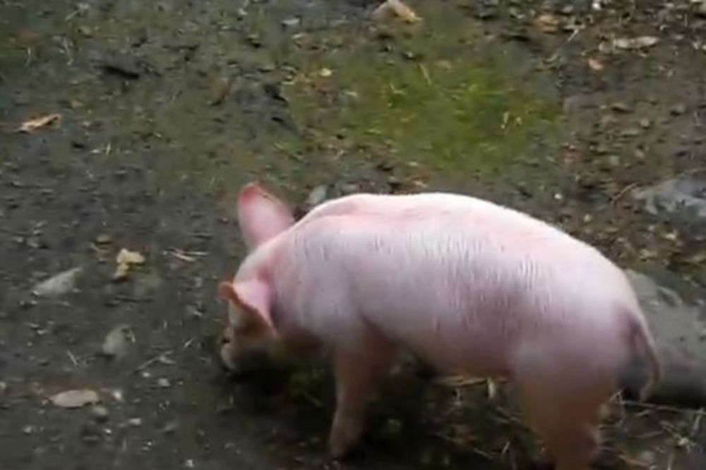 Βίντεο: Γουρούνι έσωσε κατσίκα από πνιγμό...