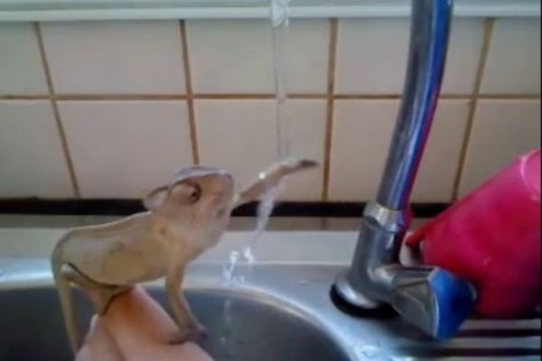 Εκπληκτικό βίντεο: Χαμελέοντας πλένει τα... χέρια του!