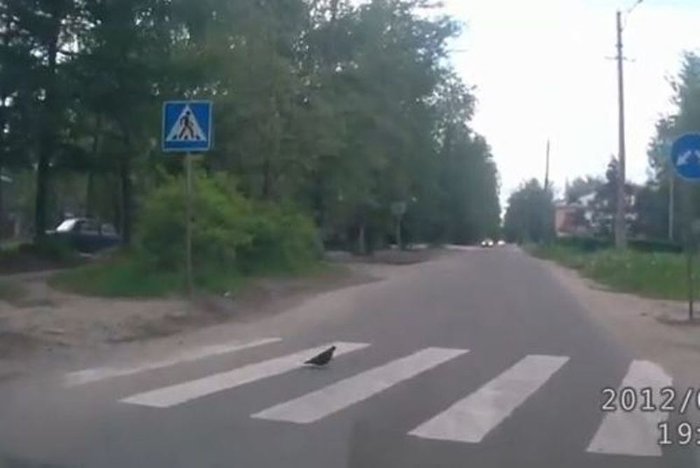 To... πουλί «σέρνει» αμάξι! (video)