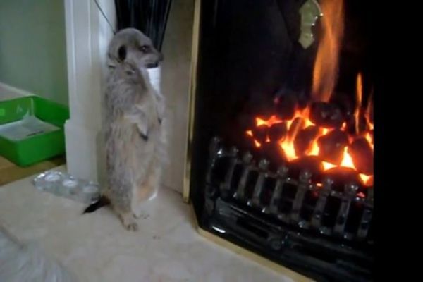 Εκπληκτικό: Η μαγκούστα ζεσταίνεται στο τζάκι!