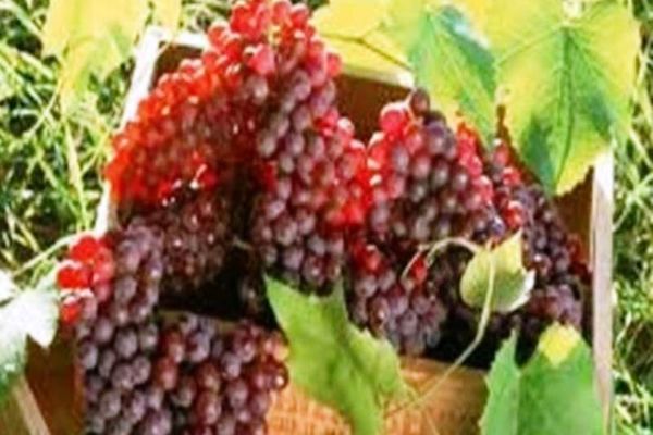 Λάρισα: Έκλεψαν 12 τόνους... σταφύλια! 