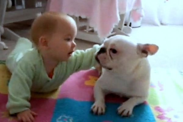 Βίντεο: Γαλλικό μπουλντόγκ μαθαίνει σε μωρό να μπουσουλάει!