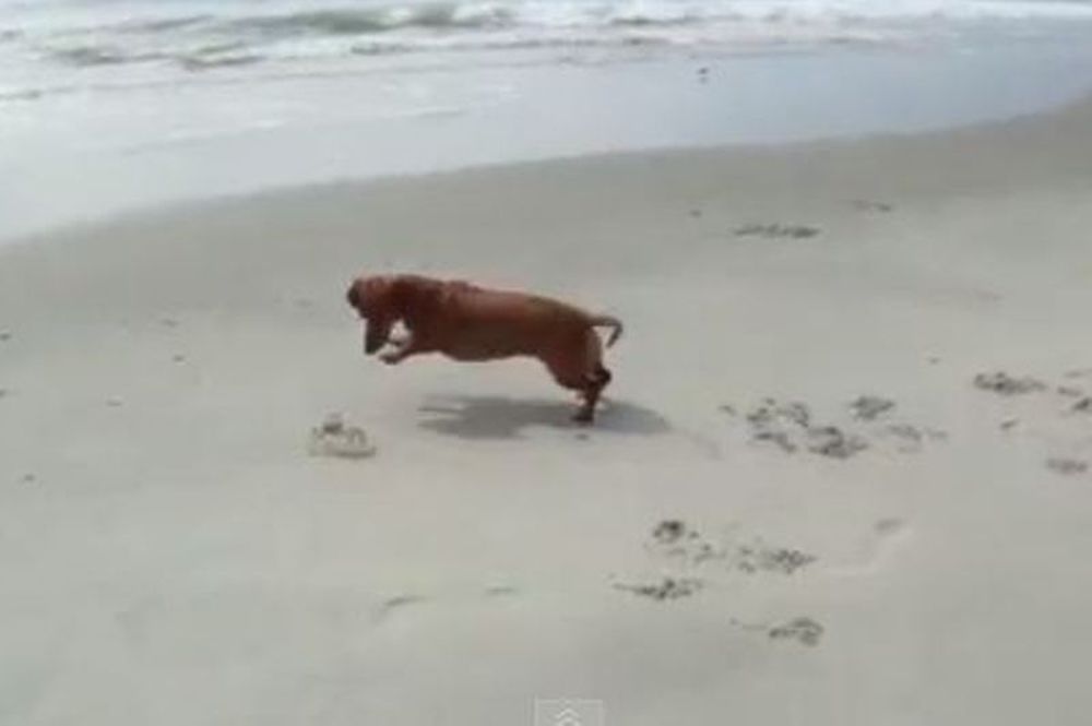 Εκπληκτικό: Δείτε τη... μάχη ενός σκύλου και ενός κάβουρα (video)