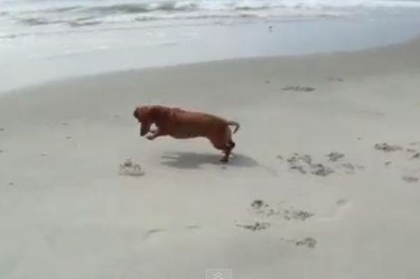 Εκπληκτικό: Δείτε τη... μάχη ενός σκύλου και ενός κάβουρα (video)