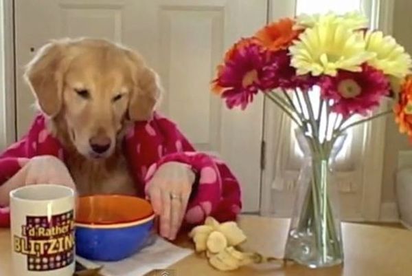 Αυτό θα πει... σκυλίσια ζωή (videos)