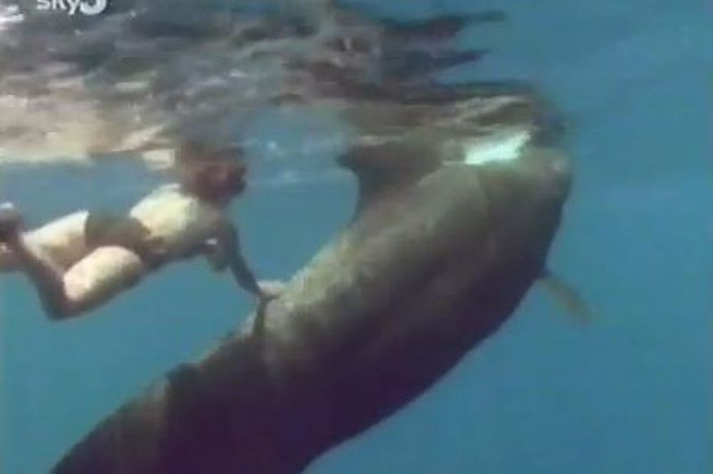 Δείτε τι παθαίνει όποιος παίζει με... φάλαινα (video)