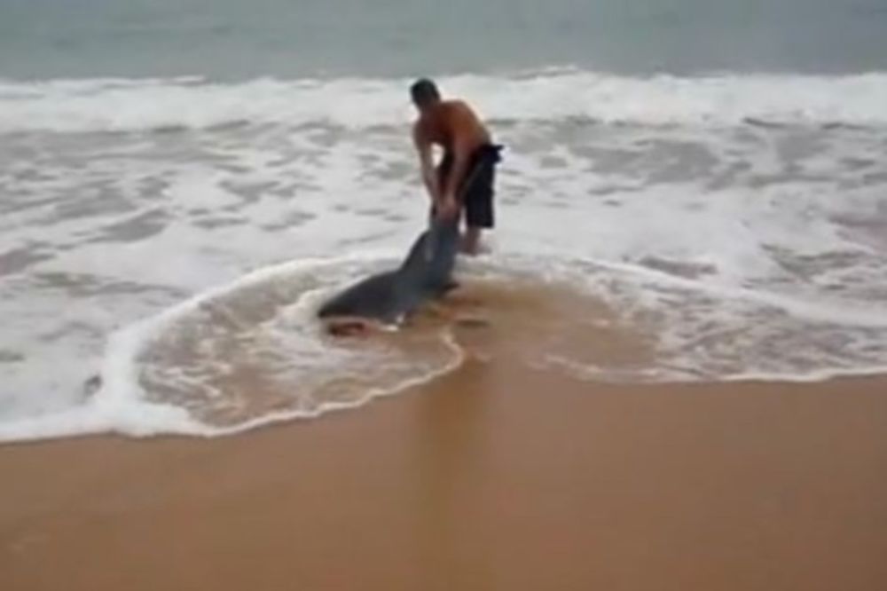 Επιχείρηση διάσωσης μικρού λευκού καρχαρία