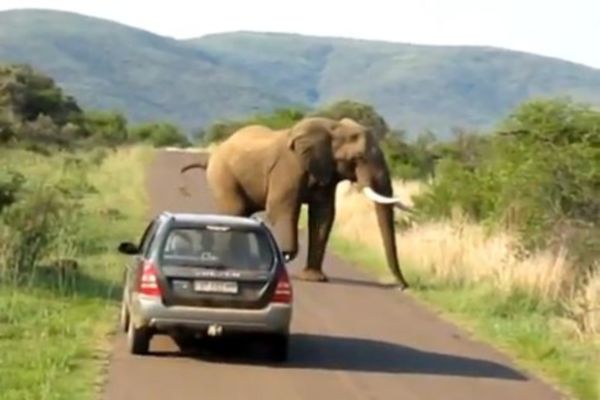 Βίντεο: Ποιος... νευρίασε τον ελέφαντα;
