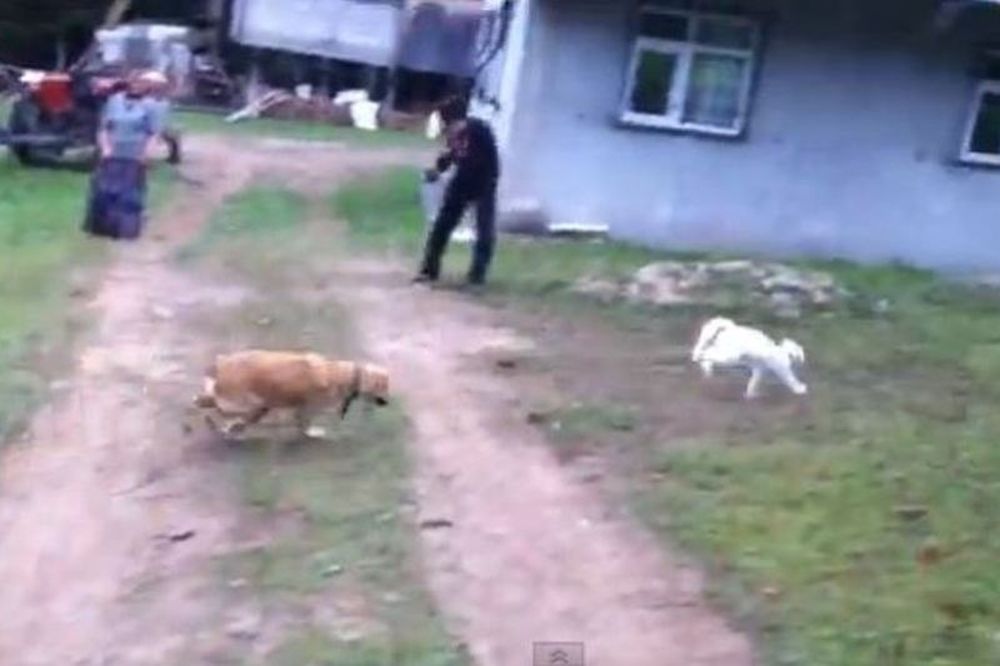 Εκπληκτικό: Δείτε τη γάτα… νίντζα! (video)