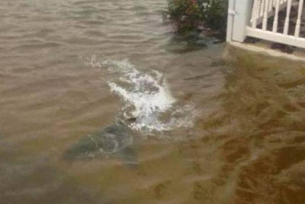 ΑΠΙΣΤΕΥΤΟ: Έφερε και καρχαρίες στη στεριά ο τυφώνας Σάντι!