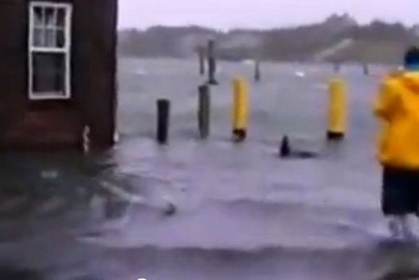 Τυφώνας Σάντι: Mαϊμού... καρχαρίας (video)