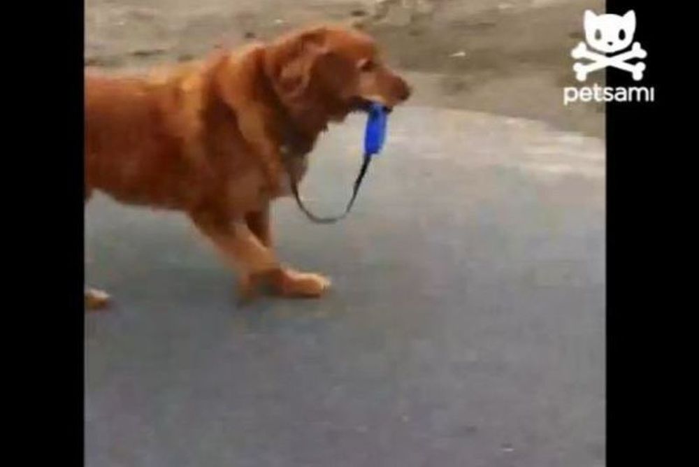 Σκύλος βγάζει βόλτα τον… εαυτό του! (video)