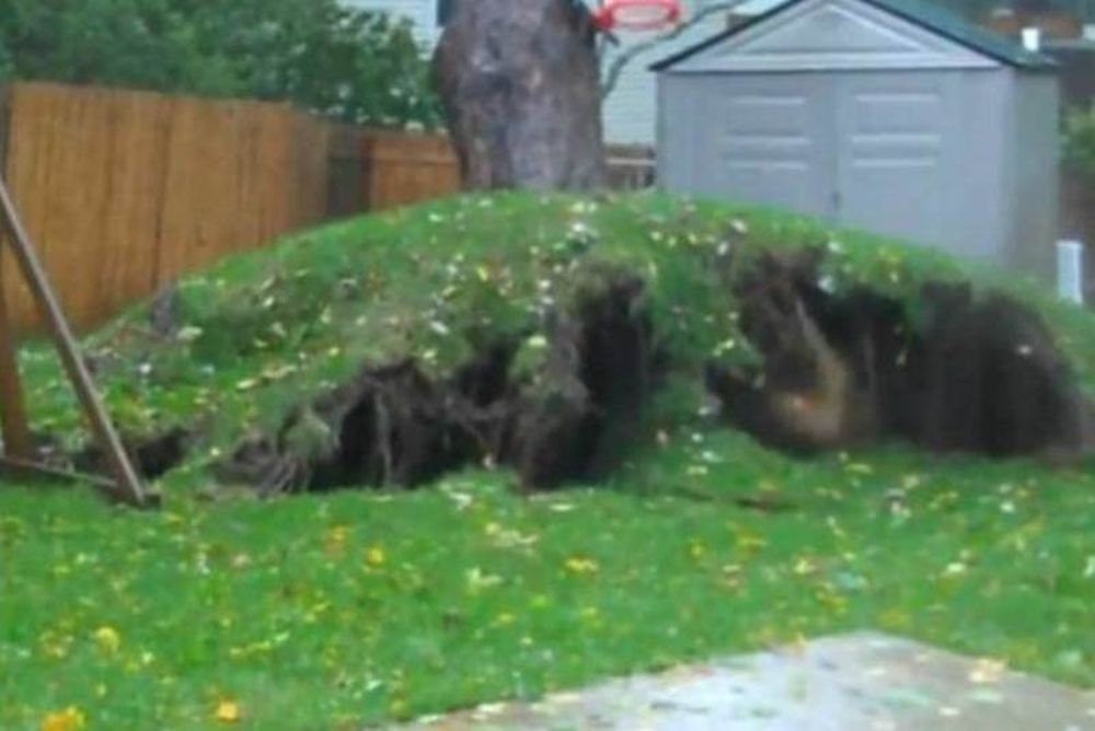 Απίστευτο βίντεο: Ο τυφώνας Σάντι ξεριζώνει δέντρο