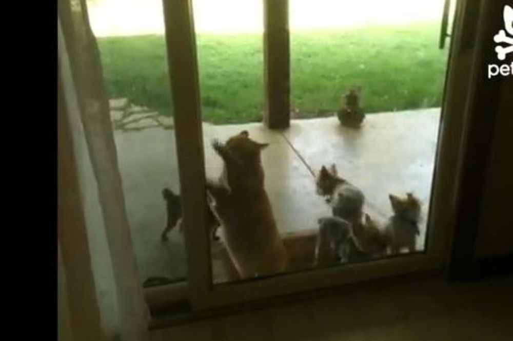 «Καθάρισε» για όλους η γάτα (video)